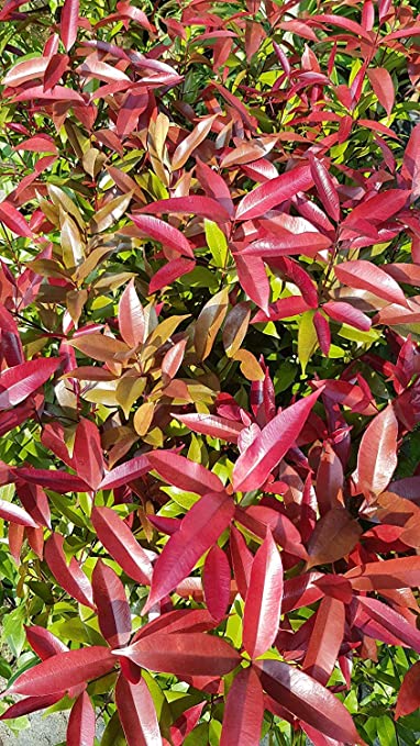 Syzygium myrtifolium Dark Pink - Outdoor Ornamental Plants