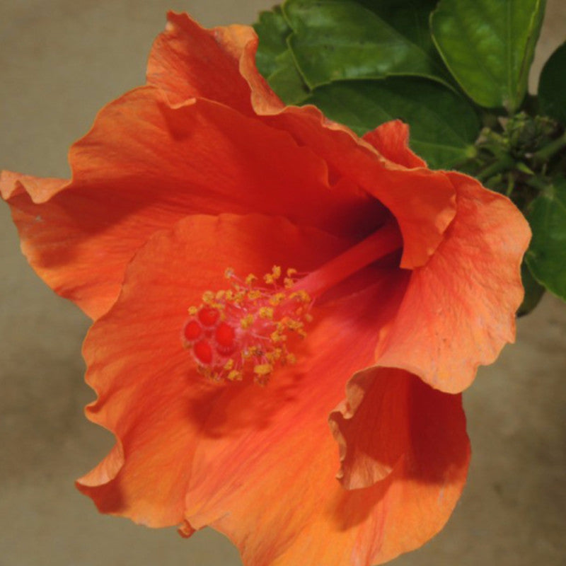Hibiscus Orange/Goldspot - Flowering Plants
