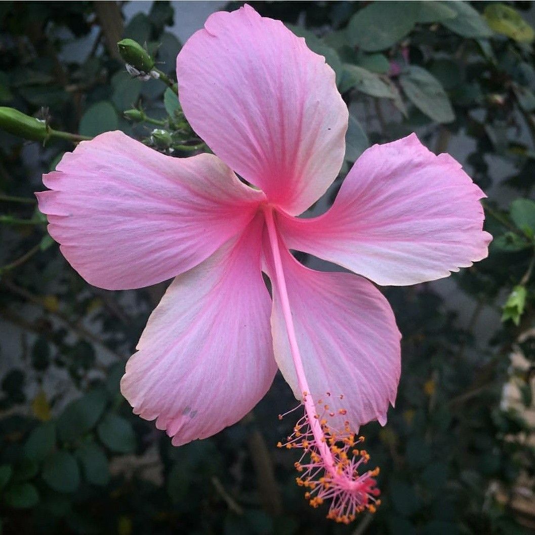 Hibiscus Light Pink Desi