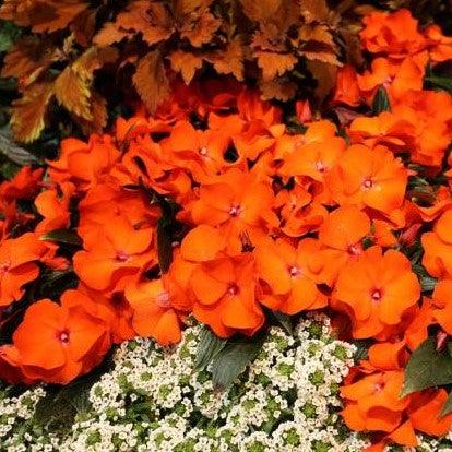 Brighten Your Garden with Our New Guinnea Impatiens Hybrid - Order Now!