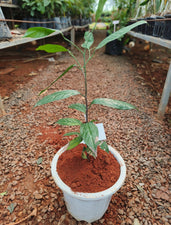 Kepel - Fruit Plants & Tree — Saharanpur Nursery