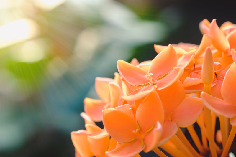 Ixora Semi Dwarf Orange - Flowering Shrubs
