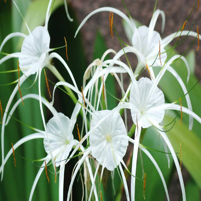 beach lily flower Spider Lily/Beach Spider Lily