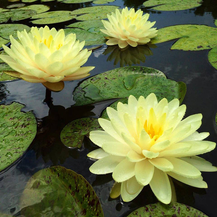 yellow water lily flower Water Lily Yellow