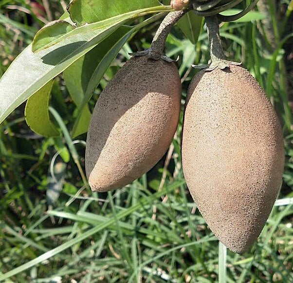 Sapota - Long/Banana-Fruit Plants & Tree. — Saharanpur Nursery