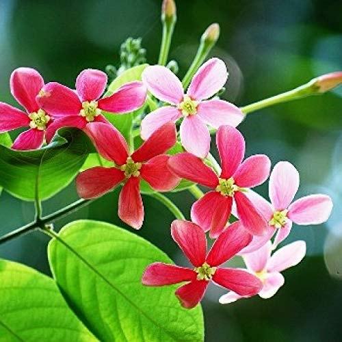 Buy Beautiful Madhumalati (Rangoon Creeper) Plant - Decorate Your Garden with Vibrant Blooms