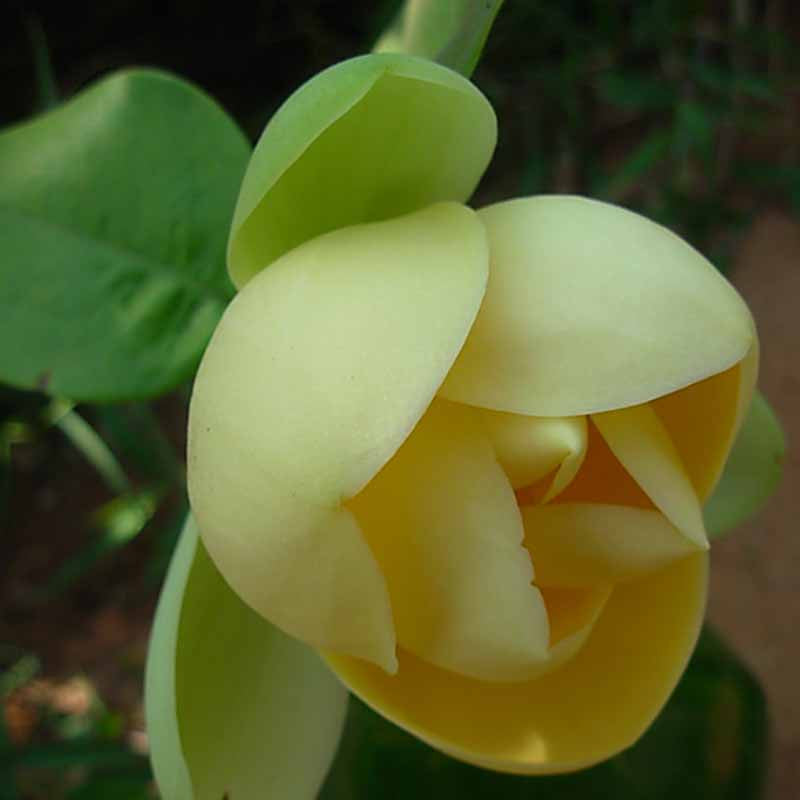 Magnolia Mutabilus - Flowering Shrubs