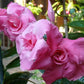 Mandevilla Pink Double - Creepers & Climbers