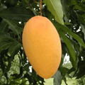 Shop Now | Grafted Mango Amrapali & Aam Amrapali Plant for Sale