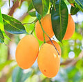 Shop Now | Grafted Mango Amrapali & Aam Amrapali Plant for Sale