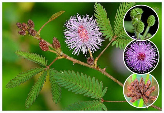 Mimosa pudica (Touch-me-not) - Ornamental Plants