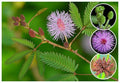 Mimosa pudica (Touch-me-not) - Ornamental Plants