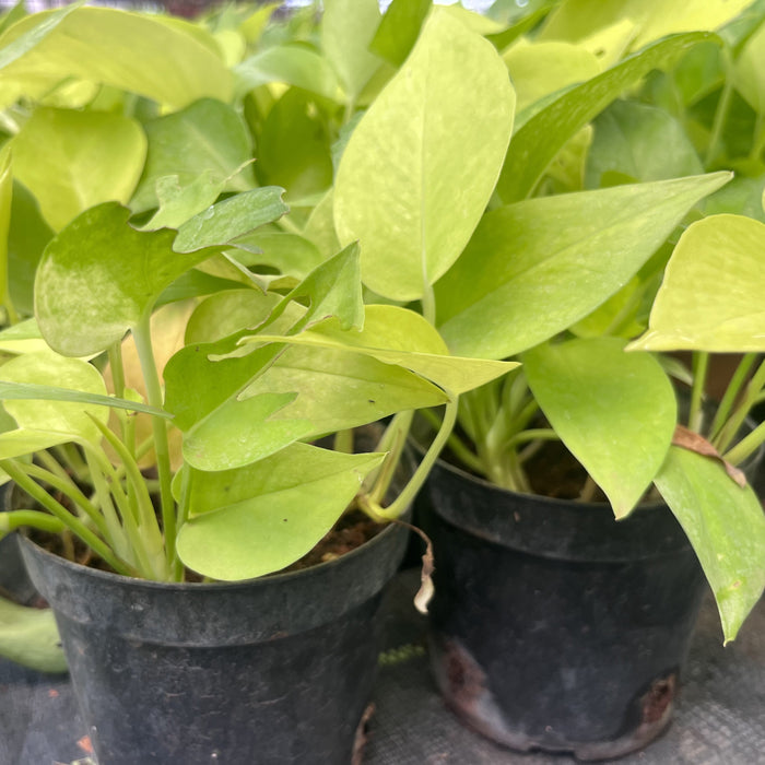 money plant with yellow leaves Brighten up Your Home with the Stunning Golden Money Plant
