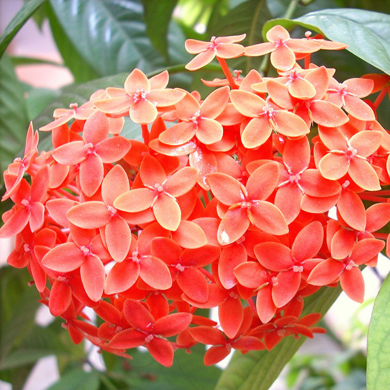 Ixora Semi Dwarf Orange - Flowering Shrubs