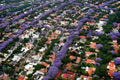 Jacaranda mimosifolia / Neel Mohar - Avenue Trees