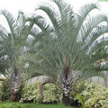 Buy Beautiful Neodypsis Decaryii Triangle Palm Tree - Add a Unique Touch to Your Landscape