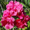 Nerium Pink Double - Flowering Shrubs