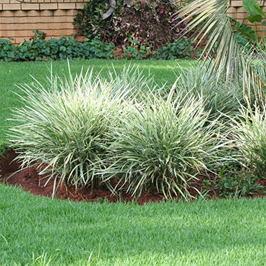 Ophiopogon jaburan Variegata/Ribbon - Ornamental Plants