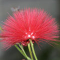 Powderpuff Hybrid Red / Calliandra - Flowering Shrubs