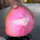 Thailand Pink Coconut - Fruit Plant & Tree