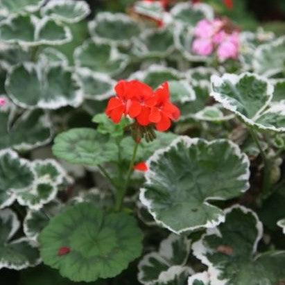 Variegated Geranium Pelargonium hortorum for Sale - Add Color to Your Garden Today!