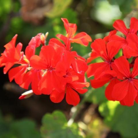 Buy Beautiful Pelargonium Hortorum Vegetative Geranium Plants Online