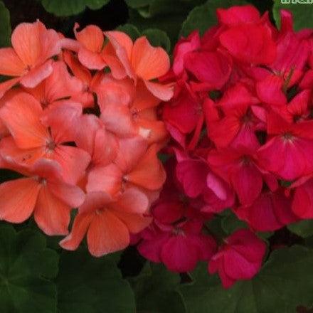 Buy Beautiful Bedding Geraniums | Pelargonium hortorum, Geranium Hybrids, Garden Geranium, and