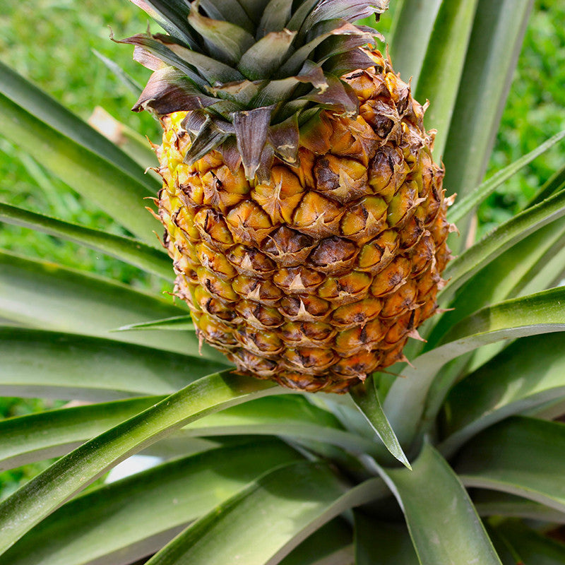 Pine Apple - Fruit Plants & Tree — Saharanpur Nursery