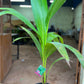 Thailand Pink Coconut - Fruit Plant & Tree