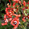 Pithecellobium dulce/Manila tamarind  - Fruit Plants & Tree