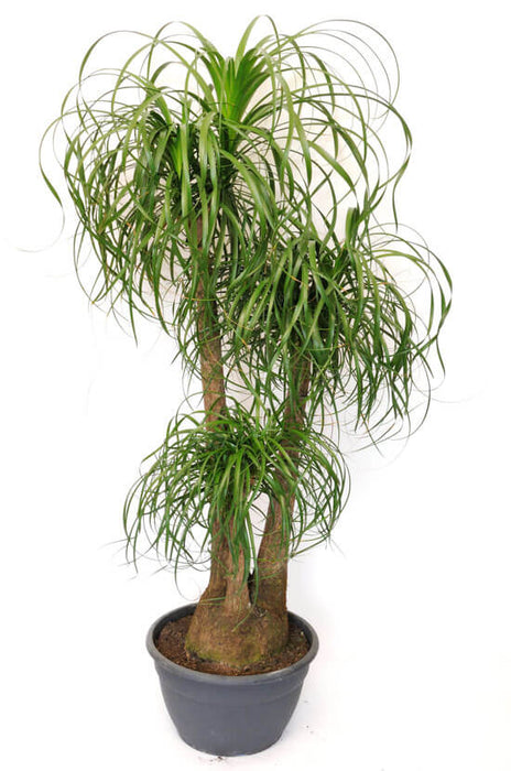 ponytail palm vs elephant foot Ponytail Palm/Elephant foot Palm