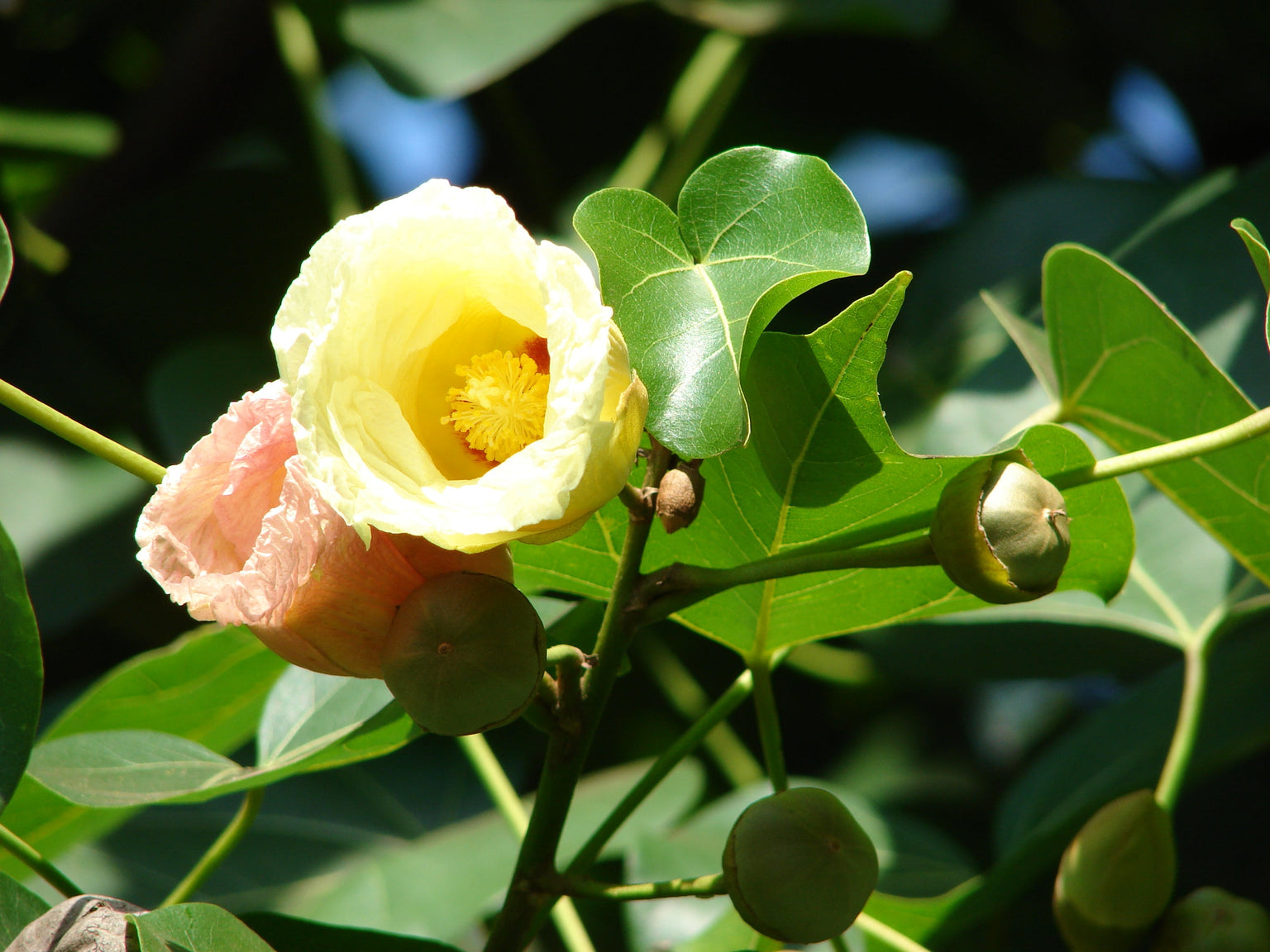 Ornamental Plant — Saharanpur Nursery