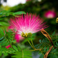 Powder Puff Plant, Calliandra - Plant Garden Live Plant Nursery Indoor Outdoor Living Plants
