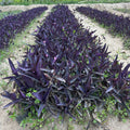Buy Purple Heart Plants, Tradescantia pallida in Saharanpur nursery