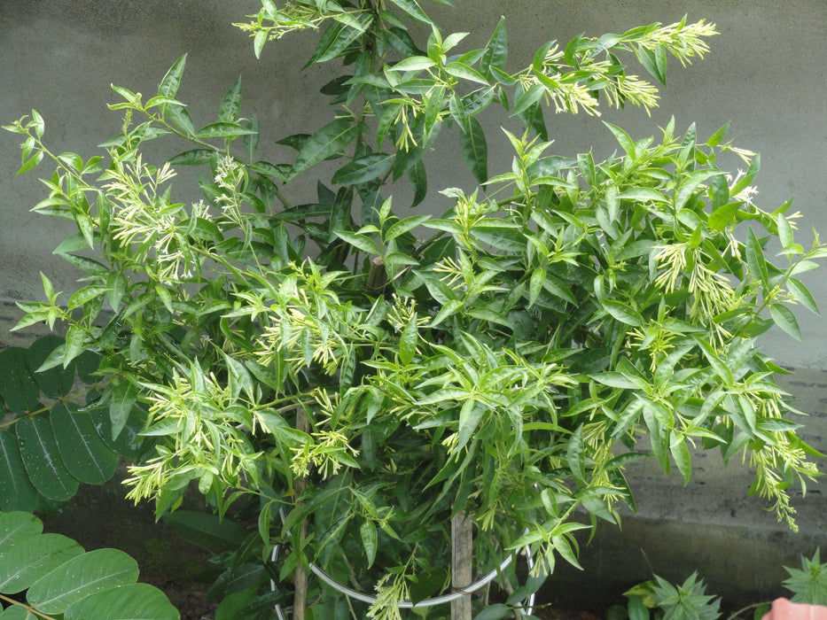 raat ki rani plant indoor Cestrum nocturnum/Raat Ki Rani
