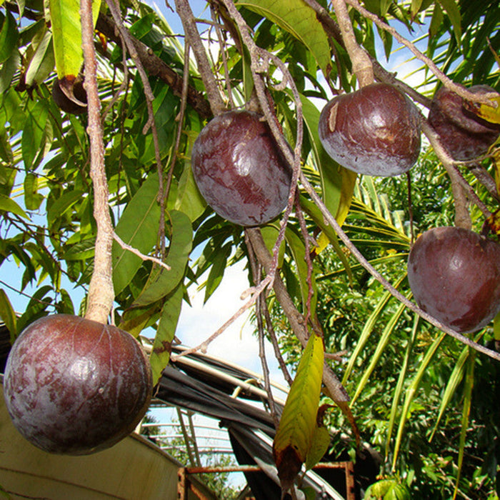 Bullock Heart/Ramphal (Grafted)- Fruit Plants & Tree