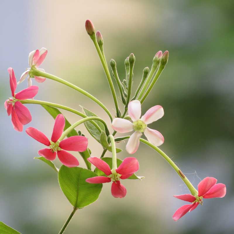Rangoon Creeper Hybrid - Creepers & Climbers