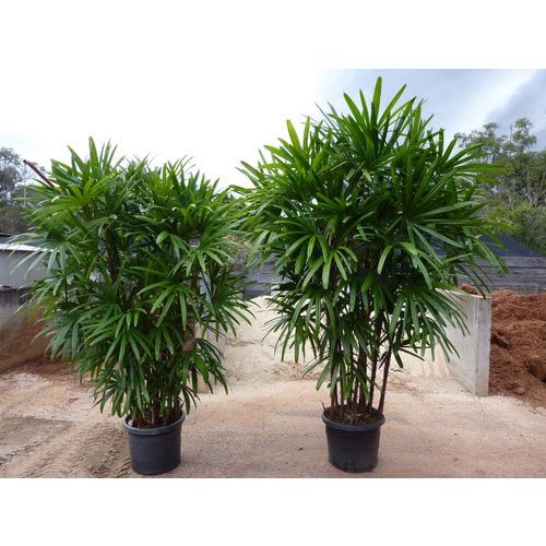 Rhapis/Lady  Palm - Palms