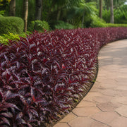 Red Eranthemum plants used as a landscaped garden border