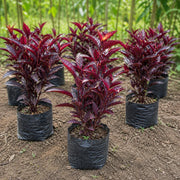 Red Eranthemum plants in nursery grow bags for wholesale supply