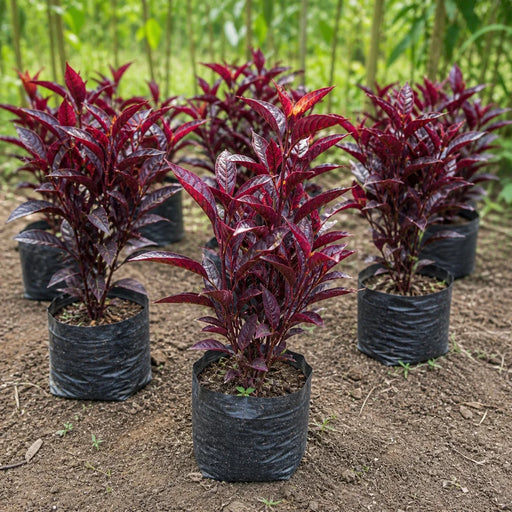 Red Eranthemum plants in nursery grow bags for wholesale supply