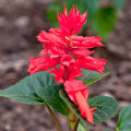 Salvia Red - SEASONALS