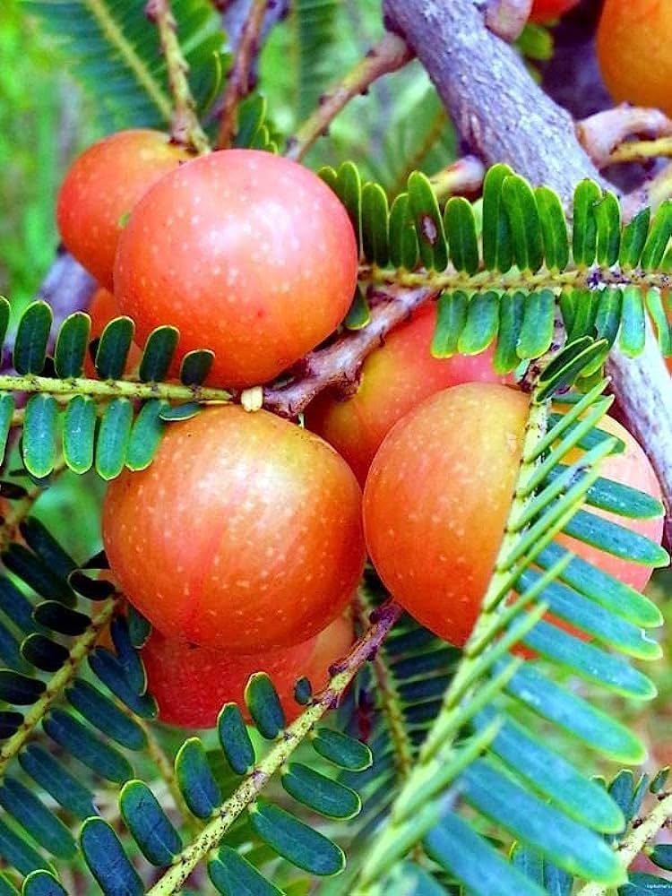 Red Amla (Grafted)- Fruit Plants — Saharanpur Nursery