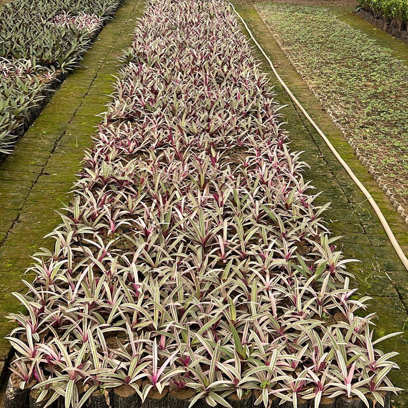 Roheo Plant – Buy Beautiful Roheo Plants at Saharanpur Nursery