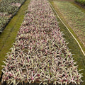 Roheo Plant – Buy Beautiful Roheo Plants at Saharanpur Nursery