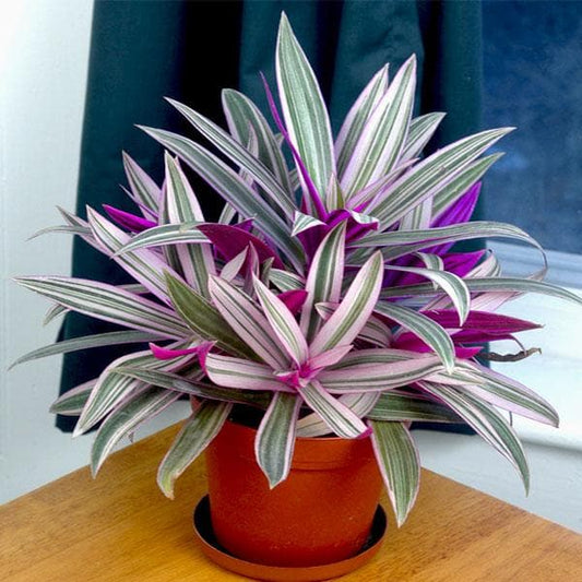 Roheo Plant – Buy Beautiful Roheo Plants at Saharanpur Nursery