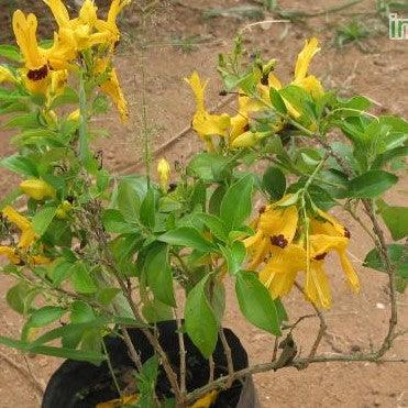 Ruttya speciosa scholesei,Yellow Rabbit Ears, Yellow Bird, Yellow Hummingbird Plant