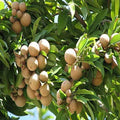 Sapodilla "Pala" Long-Lived Evergreen Tree Rare Exotic Plants Garden Plant(1 Healthy Live Plant)