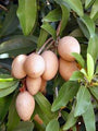 Sapota chikoo plant Cricket Ball (Grafted) - Fruit Plants & Tree