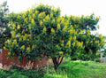 Senna Siamea, Cassia Siamea, Kassod Tree, Ornamental Plant, Timber Plant, Avenue Tree, Saharanpur Nursery